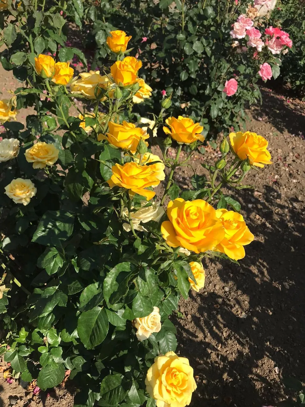 WhatsApp Image 2025-06-09 at 14.48.17 (1)